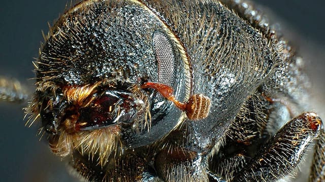 mountain pine beetle climate change