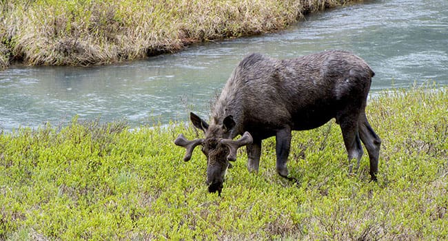 Moose