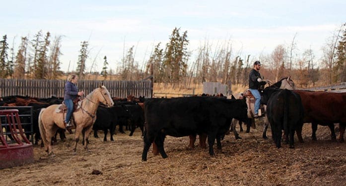 Jesse Emery (right) herds cattle on his Barrhead-area farm