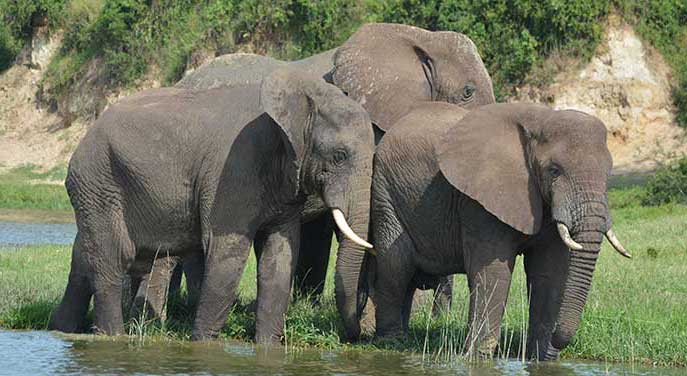 elephants nature wildlife animals