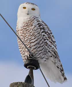 snowy owl nature wildlife bird