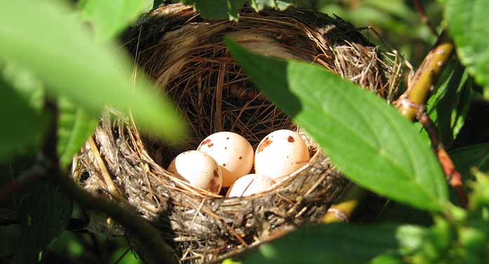nature wildlife animal bird willow flycatcher nest