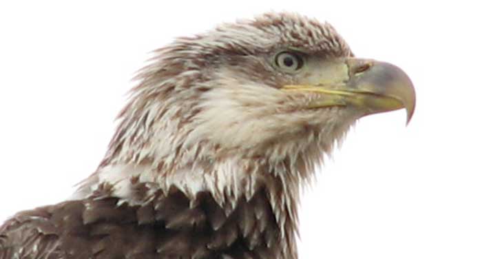 bald eagle bird nature wildlife feathers beak