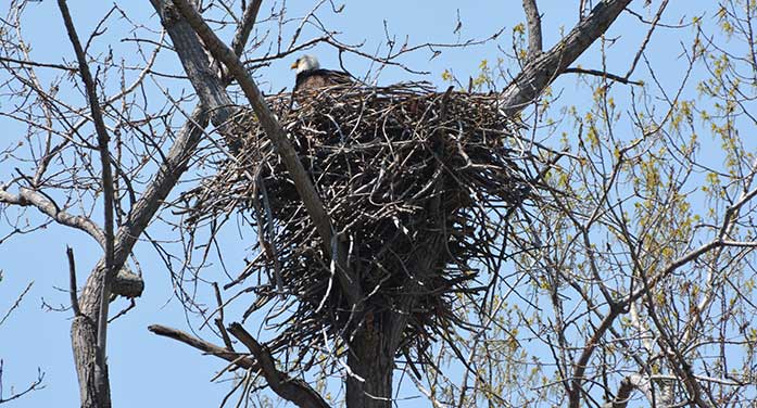 bald eagle bird nature wildlife nest