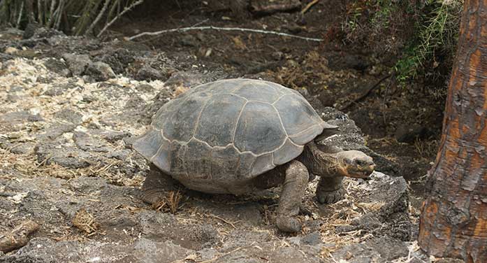 land tortoise turtle nature wildlife animals