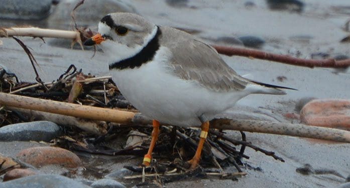 Piping Plover birds nature animals wildlife