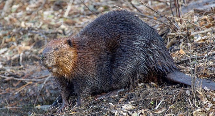 beaver animal nature rodent wildlife