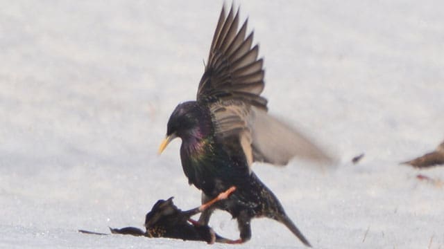 birds spring mating rituals territorial disputes