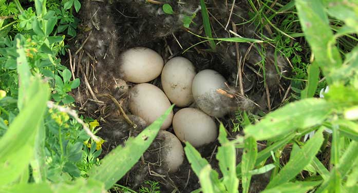 Gadwall bird nest nature animals wildlife