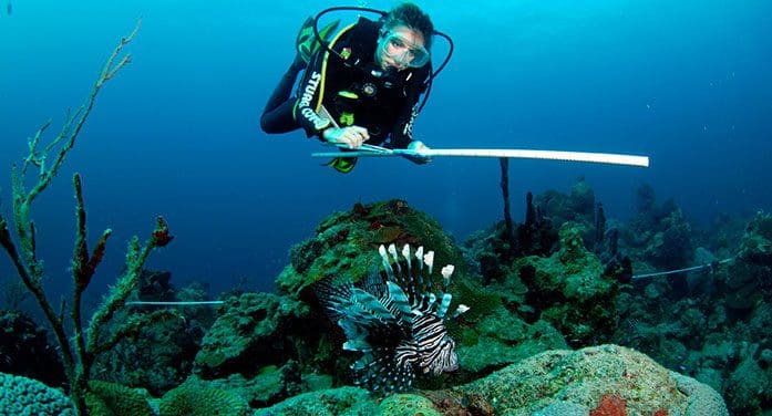 Stephanie Green lionfish nature animals ocean fish