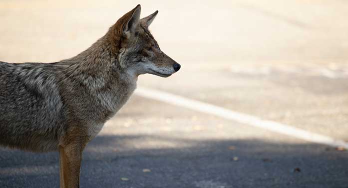 urban coyotes city wildlife animal