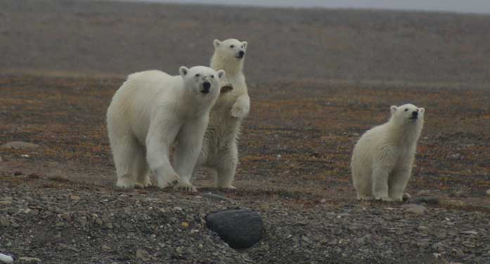 polar bear family nature wildlife animals