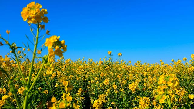 Protection of battery, EV sectors left Western canola farmers vulnerable to retaliation by China